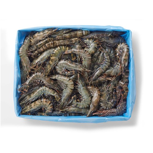 PRAWNS BLACK TIGER RAW U8 AUST 3KG # 4836301 TASSAL